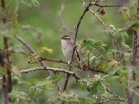 Acrocephalus schoenobaenus 19, Rietzanger, Saxifraga-Peter Meininger