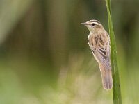 Acrocephalus schoenobaenus 3, Rietzanger, Saxifraga-Mark Zekhuis