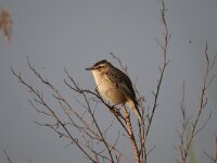 Acrocephalus schoenobaenus 37, Rietzanger, Saxifraga-Luuk Vermeer