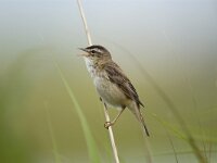 Acrocephalus schoenobaenus 4, Rietzanger, Saxifraga-Piet Munsterman