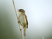 Acrocephalus schoenobaenus 5, Rietzanger, Saxifraga-Piet Munsterman
