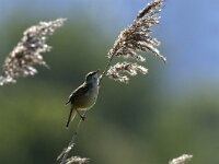 Acrocephalus schoenobaenus 6, Rietzanger, Saxifraga-Piet Munsterman