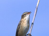 Acrocephalus schoenobaenus 7, Rietzanger, Saxifraga-Jan Nijendijk