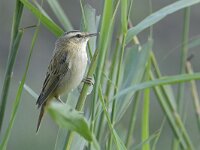 Acrocephalus schoenobaenus 71, Rietzanger, Saxifraga-Tom Heijnen