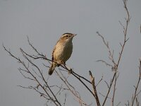 Acrocephalus schoenobaenus 73, Rietzanger, Saxifraga-Luuk Vermeer