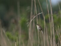 Acrocephalus schoenobaenus 8, Rietzanger, Saxifraga-Luc Hoogenstein