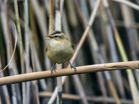 Acrocephalus schoenobaenus 80, Rietzanger, adult male, Saxifraga-Theo Verstrael