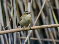 Acrocephalus schoenobaenus 83, Rietzanger, adult male, Saxifraga-Theo Verstrael