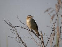 Acrocephalus schoenobaenus 84, Rietzanger, Saxifraga-Luuk Vermeer