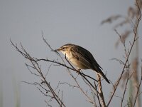 Acrocephalus schoenobaenus 85, Rietzanger, Saxifraga-Luuk Vermeer