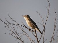 Acrocephalus schoenobaenus 86, Rietzanger, Saxifraga-Luuk Vermeer