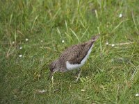 Actitis hypoleucos 12, Oeverloper, Saxifraga-Kees van Berkel : Blue Elephant
