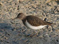 Actitis hypoleucos 6, Oeverloper, Saxifraga-Luc Hoogenstein