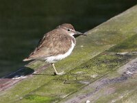 Actitis hypoleucos 8, Oeverloper, Saxifraga-Jaap Schelvis
