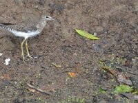 Actitis macularius 2, Amerikaanse oeverloper, Saxifraga-Tom Heijnen