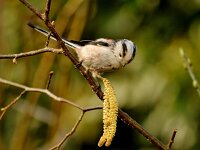 Aegithalos caudatus 23, Staartmees, Saxifraga-Piet Munsterman
