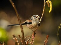 Aegithalos caudatus 25, Staartmees, Saxifraga-Piet Munsterman