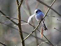 Aegithalos caudatus 88, Staartmees, Saxifraga-Tom Heijnen