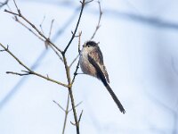 Aegithalos caudatus 96, Staartmees, Saxifraga-Luc Hoogenstein
