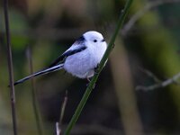 Aegithalos caudatus caudatus 93, Witkopstaartmees, Saxifraga-Luc Hoogenstein
