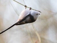 Aegithalos caudatus caudatus 94, Witkopstaartmees, Saxifraga-Luc Hoogenstein