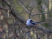 Aegithalos caudatus caudatus 95, Witkopstaartmees, Saxifraga-Luc Hoogenstein
