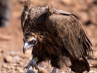 Aegypius monachus 14, Monniksgier, Saxifraga-Bart Vastenhouw