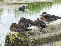 Aix sponsa 6, Carolina-eend, Saxifraga-Luuk Vermeer