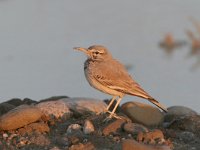 Alaemon alaudipes 1, Witbandleeuwerik, Saxifraga-Mark Zekhuis