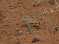 Alaemon alaudipes 3, Witbandleeuwerik, Saxifraga-Bas Klaver
