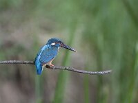 Alcedo atthis 15, IJsvogel, Saxifraga-Mark Zekhuis