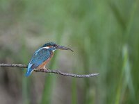 Alcedo atthis 19, IJsvogel, Saxifraga-Mark Zekhuis