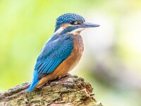 European Kingfisher perched on log  Eurasian kingfisher (Alcedo atthis) is a widespread small kingfisher with distribution across Europe, Asia and North Africa. It is resident in much of its range but migrates from areas where rivers freeze in winter. : African, China, Eurasian, Netherlands, africa, alcedo, animal, asia, atthis, background, beak, beautiful, beauty, bird, birds, blue, branch, bright, british, color, colorful, common, cute, europe, european, fishing, france, germany, green, hunting, india, isolated, juvenile, kingfisher, male, natural, nature, orange, perched, rain, river, sitting, spain, uk, water, wetland, white, wild, wildlife