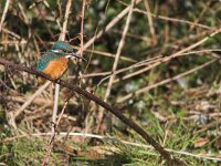 Alcedo atthis 2, IJsvogel, Saxifraga-Martin Mollet