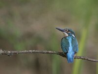 Alcedo atthis 21, IJsvogel, Saxifraga-Mark Zekhuis