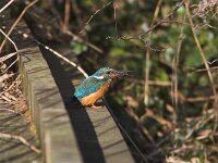 Alcedo atthis 22, IJsvogel, Saxifraga-Martin Mollet