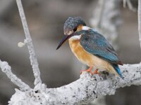 Alcedo atthis 24, IJsvogel, Saxifraga-Mark Zekhuis