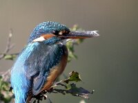 Alcedo atthis 27, IJsvogel, Saxifraga-Iztok Skornik