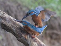 Alcedo atthis 31, IJsvogel, Saxifraga-Mark Zekhuis
