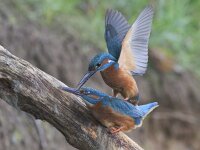 Alcedo atthis 36, IJsvogel, Saxifraga-Mark Zekhuis