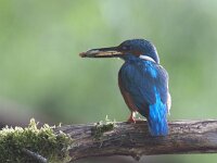 Alcedo atthis 37, IJsvogel, Saxifraga-Mark Zekhuis