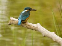 Alcedo atthis 4, IJsvogel, Saxifraga-Mark Zekhuis