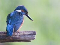 Alcedo atthis 40, IJsvogel, Saxifraga-Mark Zekhuis