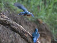 Alcedo atthis 42, IJsvogel, Saxifraga-Mark Zekhuis