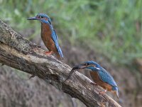 Alcedo atthis 43, IJsvogel, Saxifraga-Mark Zekhuis