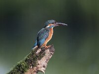 Alcedo atthis 45, IJsvogel, Saxifraga-Mark Zekhuis