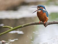 Alcedo atthis 47, IJsvogel, Saxifraga-Mark Zekhuis