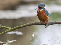 Alcedo atthis 49, IJsvogel, Saxifraga-Mark Zekhuis