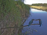 Alcedo atthis 54, IJsvogel, Saxifraga-Mark Zekhuis