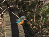 Alcedo atthis 6, IJsvogel, Saxifraga-Martin Mollet
